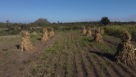 traveling in through sheaf of corn on a sunny day