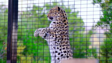 slowmotion shot of a leopard on its hind legs against a fence with its paws outside