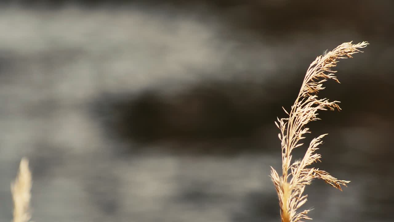 The dry grass moves in the wind on the river bank