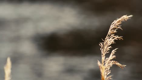 Das-Trockene-Gras-Bewegt-Sich-Im-Wind-Am-Flussufer