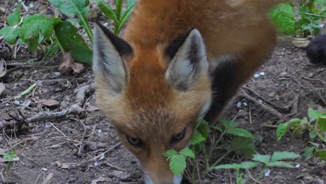 Cute-red-fox-cub-stands-in-the-grass-and-looks-at-the-camera