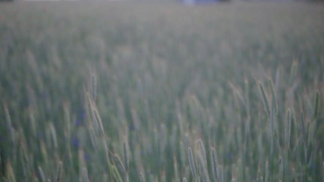 슬로우 모션, 일몰 시 시리얼 밭의 전망