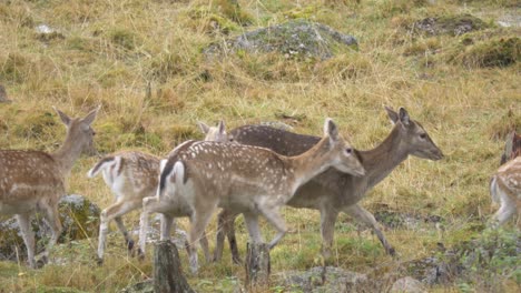 medium long static shot of a herd of white-tailed deer and fawn moving through rocky meadow in an overcast wet day