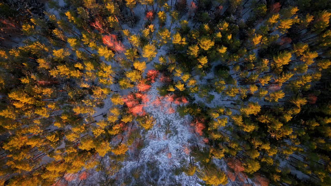 Frozen woodland, untouched terrain, cold environment, aerial