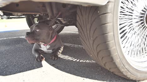 slow motion shot of grey stout dog laying in the shade of a car in a parking lot