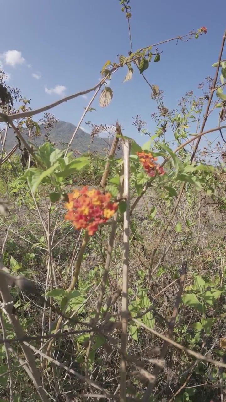 Vivaci fiori di lantana in fiore in un campo soleggiato