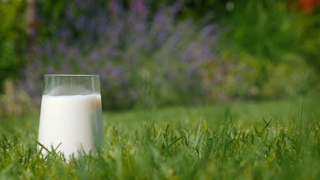 glass of milk on grass in garden