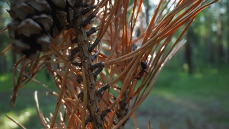 sunlit pine branches with ants crawling, blurred forest backdrop, serene natural setting