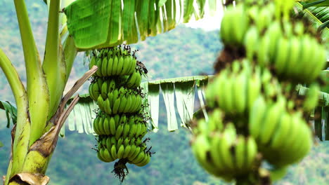 viele bananen wachsen in der lokalen plantage, sonniger, aber windiger tag, handheld-ansicht