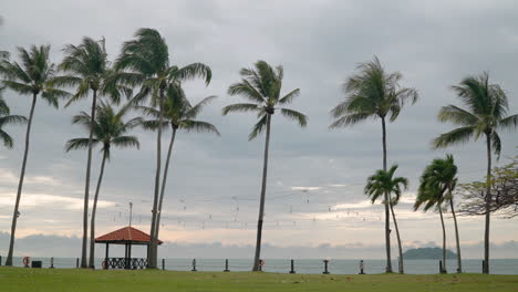 Tanjung-Aru-Beach---Luxury-nature-of-Shangri-la-Resort,-Kota-Kinabalu-with-Tall-Coconut-Palm-Trees-and-Summer-Pavilions-by-the-Sea-on-Sunset-with-Dramatic-Sky