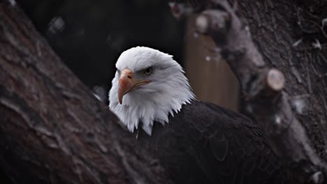 majestic bald eagle in its natural habitat