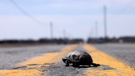 Musk-turtle-walking-across-the-street