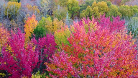 fiery red and orange leaves signal the change of seasons is well underway and so is the maple harvest