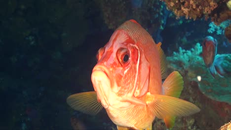 soldierfish close up in cave looking straight at camera