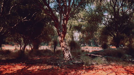 red dirt forest in australia