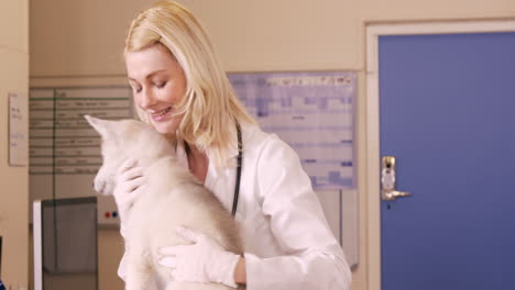 veterinario examinando a un perro