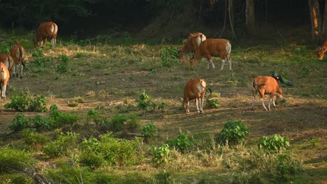 Banteng,-Bos-javanicus,-4K-footage,-Huai-Kha-Kaeng-Wildlife-Sanctuary