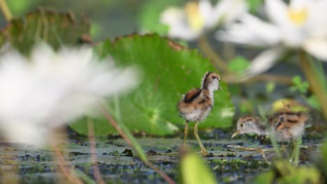 chicks of pheasant tailed jacana feeding on floating leaf of water lily