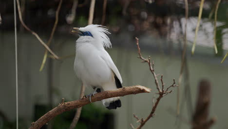 White-bird-sitting-on-branch-and-calling-loudly-with-whole-body-in-zoo