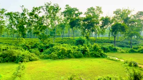 Toma-Circular-De-Un-Exuberante-Paisaje-De-Jardín-De-Té-En-Bangladesh-Con-Vegetación-Y-árboles-Vibrantes