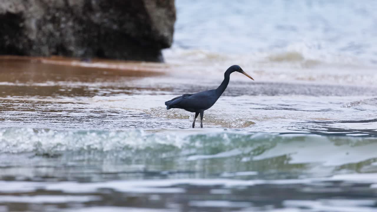 garza que vadea en aguas poco profundas cerca de la orilla rocosa