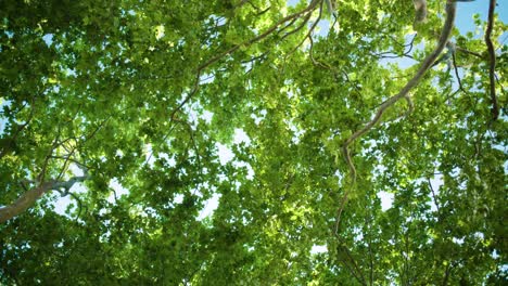 Wind-gusts-on-tree-leaves-with-shake-brunches-under-blue-sky-in-sunny-day-4K-low-angle-shot