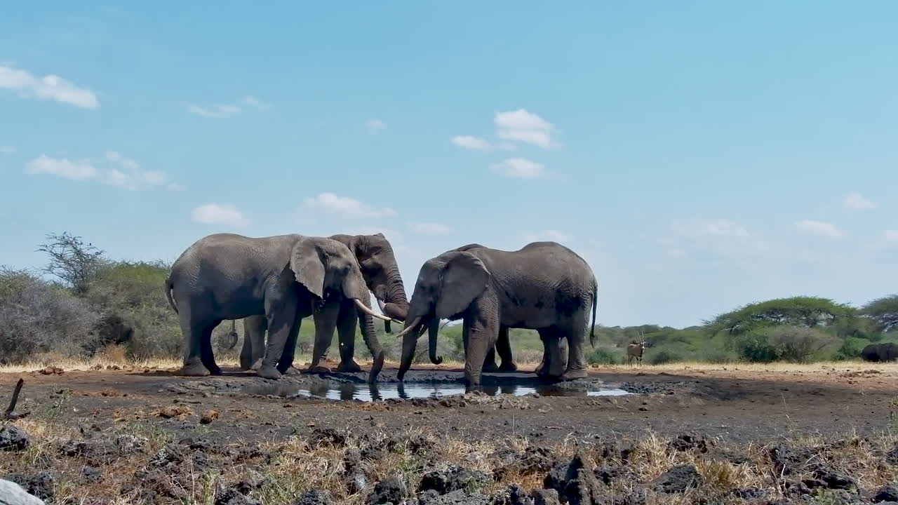 A family of African elephants gathers at a watering hole in the savanna