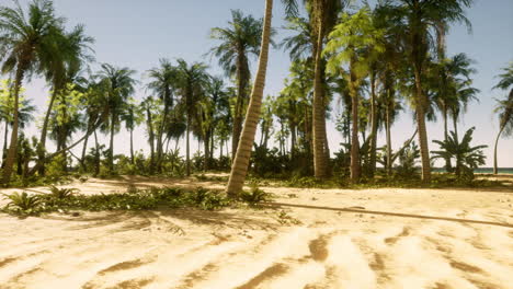 playa tropical con palmeras