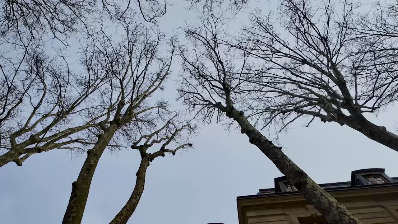 Handheld nadir shot following a walk along Avenue de Sceaux toward the Palace of Versailles, showing surrounding building facades and trees emerging after winter