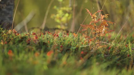 a tiny rowan tree in the colorful tundra undergrowth backlit by the morning sun