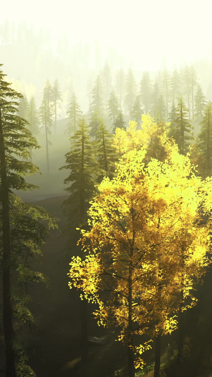 Bright golden trees illuminated by sunlight in a dense forest setting