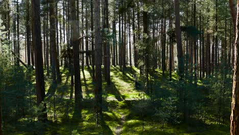 static view of thick foliage of trees forest in thetford, norfolk, uk at sunrise