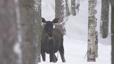 great male moose reposing under soothing snowfall amidst cold forest - long medium shot