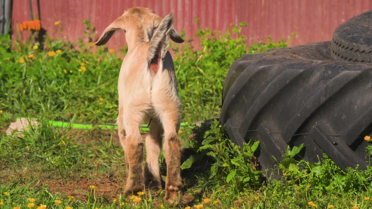 Capra domestica color fulvo gira la testa accanto a grandi pneumatici agricoli in un recinto erboso con fiori selvatici.