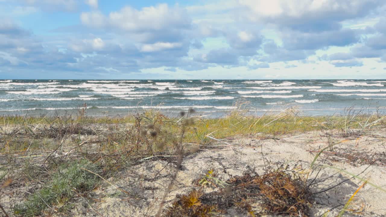 short and tall beach grass or ammophelia plants in a windy beach during a cloudy day at Baltic sea. Plants are moving in slow motion and ocean sea water waves with white water, foam and bubbles.