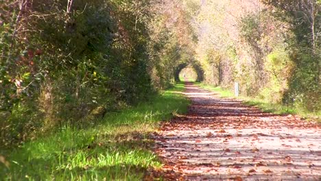 Heat-distortion-obscures-a-clear-view-of-approaching-runner-on-a-well-groomed,-forest-trail