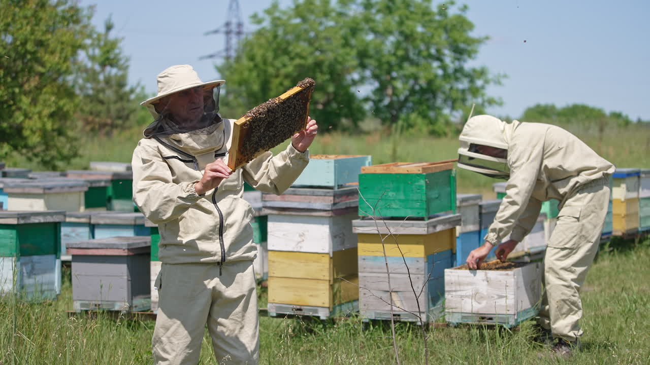 Busy apiarists working at the bee farm. Men looking carefully at frames coated with honey bees. Nature backdrop.