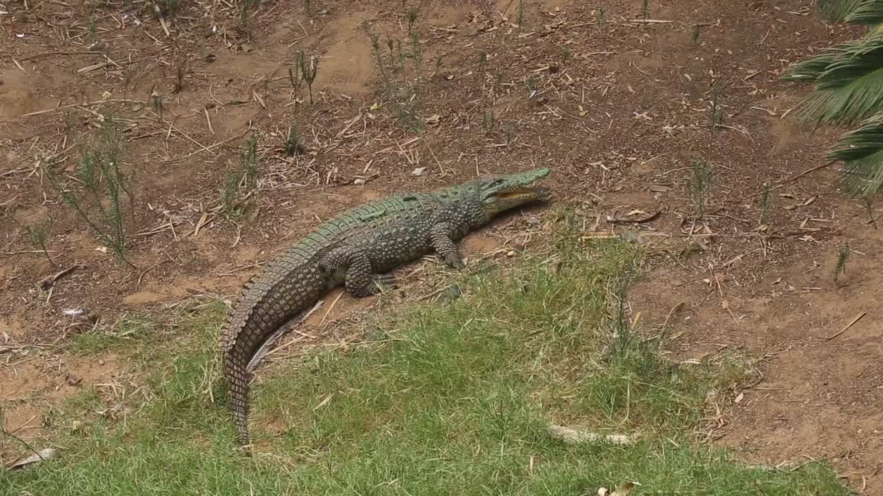 A crocodile resting on the riverbank, yawning with its mouth wide open
