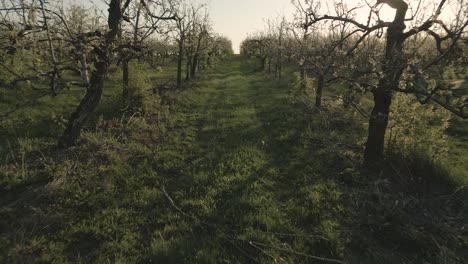 Sunset-low-drone-dolly-into-apple-orchard-row-of-fruit-trees-in-bloom-in-spring