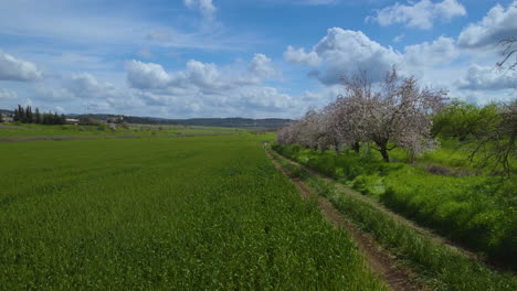 El-Hermoso-Florecimiento-De-Los-Almendros,-Junto-A-Un-Campo-De-Trigo,-Un-Día-Nublado-De-Primavera-Con-Colores-Vibrantes