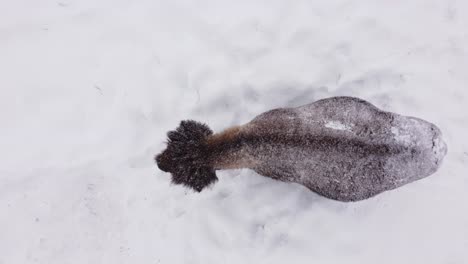 bison winter overhead view snowing