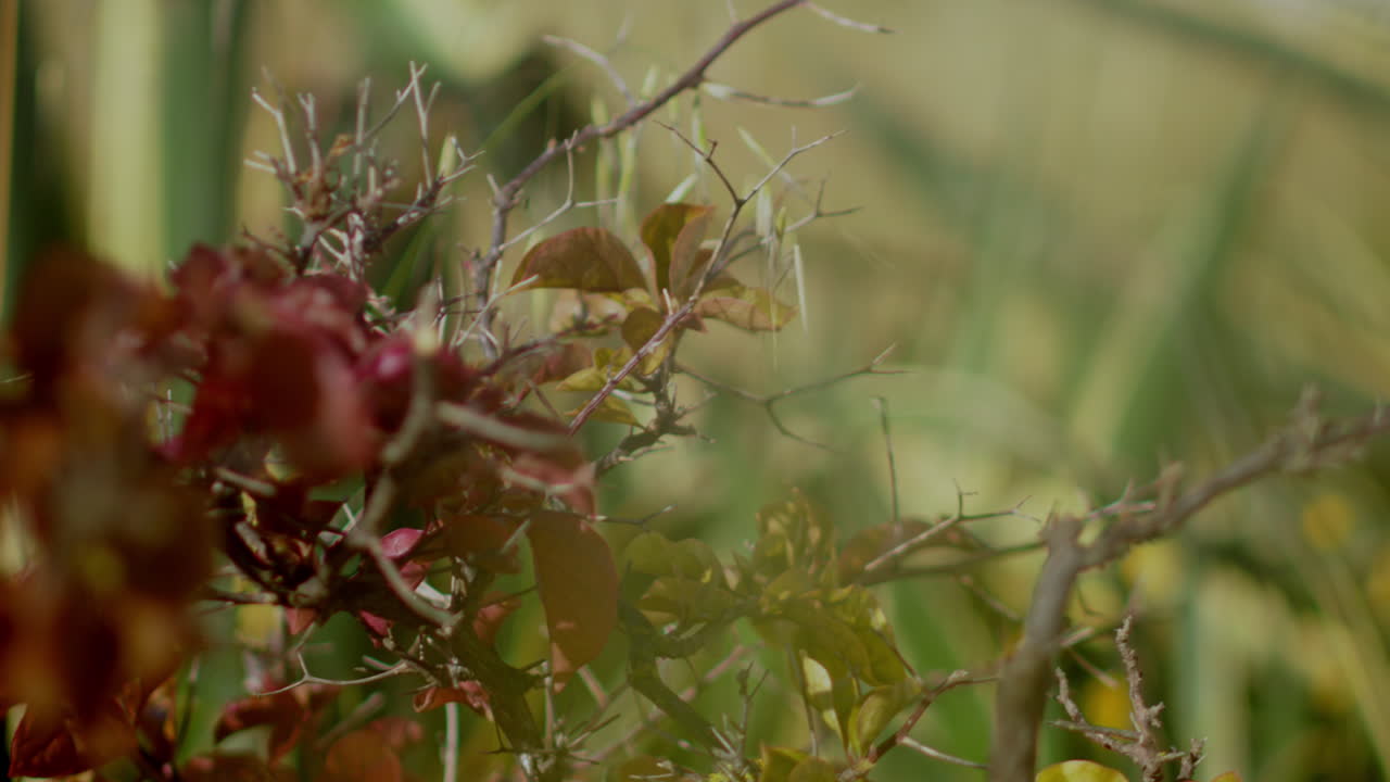 Some red flowers at the side of the road.