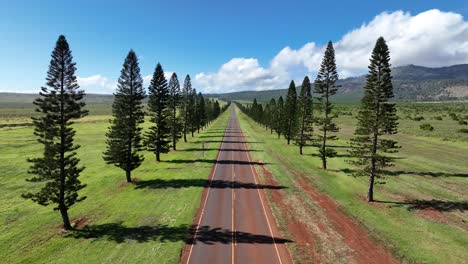 Road-lined-with-evergreen-pine-trees