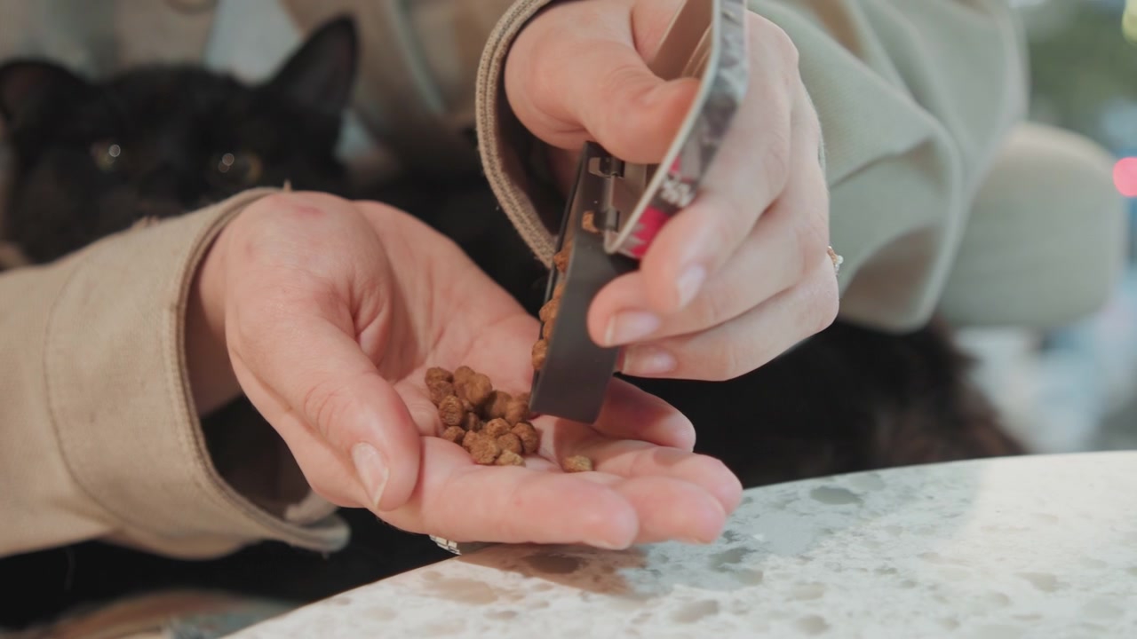 Close up of hands pouring cat food from small container into open palm with black cat visible in background. Hands interact naturally transferring dry pet kibble consistently. Soft lighting