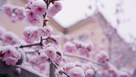 a cherry blossom tree in the snow