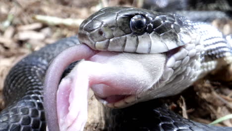 zoom in on black rat snake canadian serpent close up