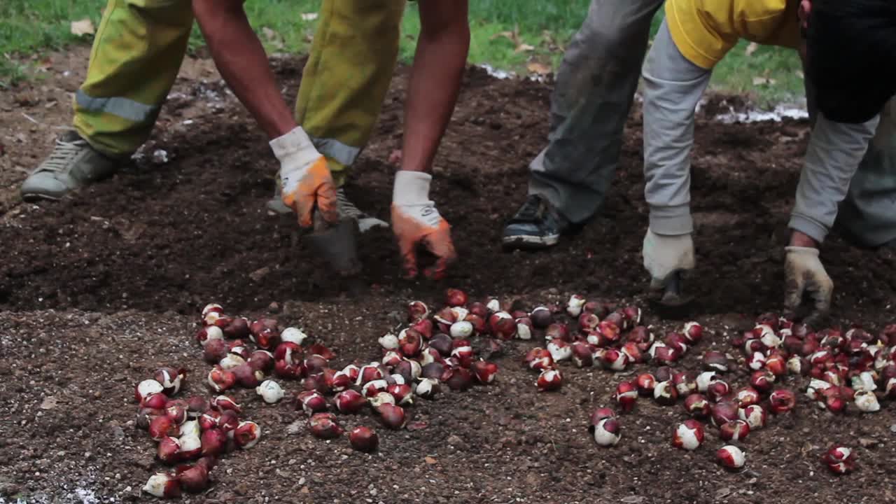 planta de trabajador en equipo en el parque 1