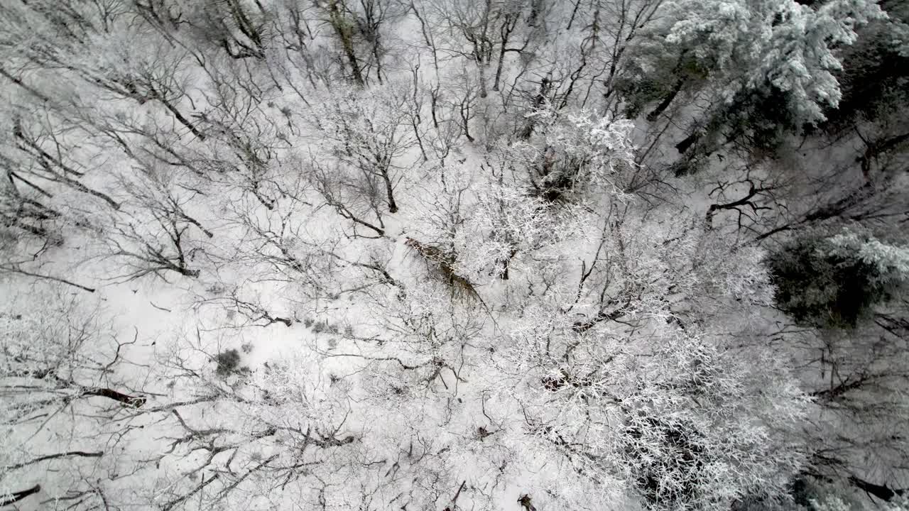 antena escarcha hielo y escarcha en los árboles en invierno cerca de boone nc, carolina del norte