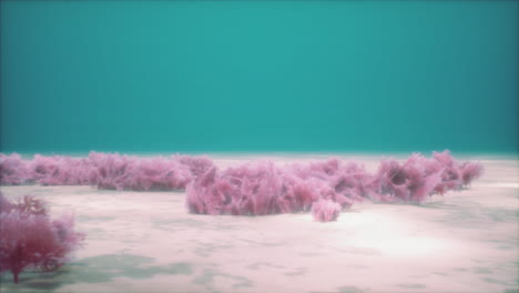 pink underwater plants