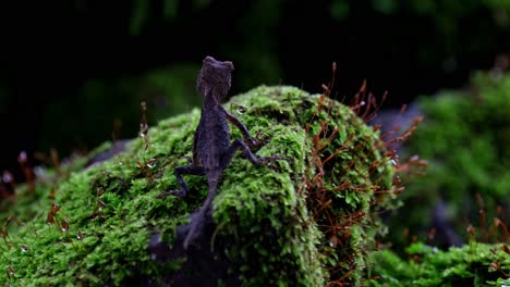 un zoom fuera de este encantador lagarto visto desde su espalda descansando sobre una roca cubierta de musgo, acanthosaura lepidogaster marrón pricklenape, parque nacional khao yai